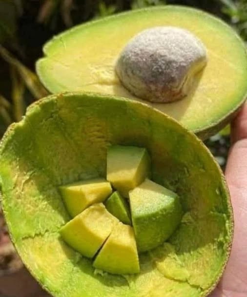 AVOCADO