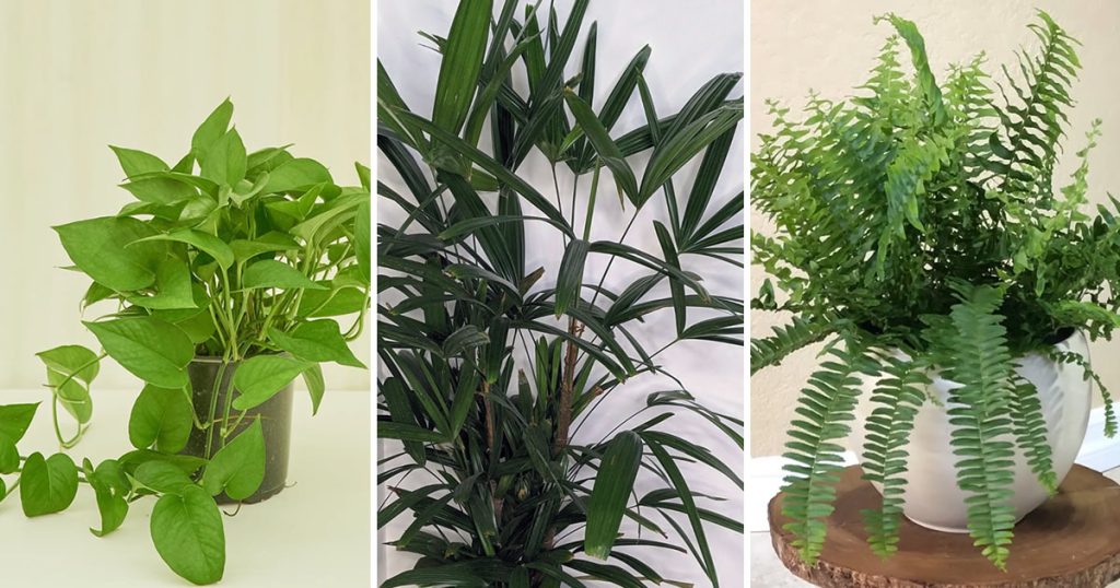 9 piante che purificano l’aria di casa ed eliminano i cattivi odori